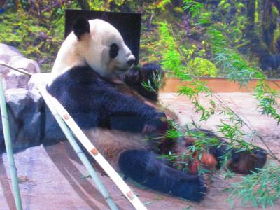 上野でパンダ巡り（上野動物園～上野駅周辺の商業施設）