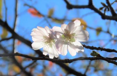 美しかった十月桜