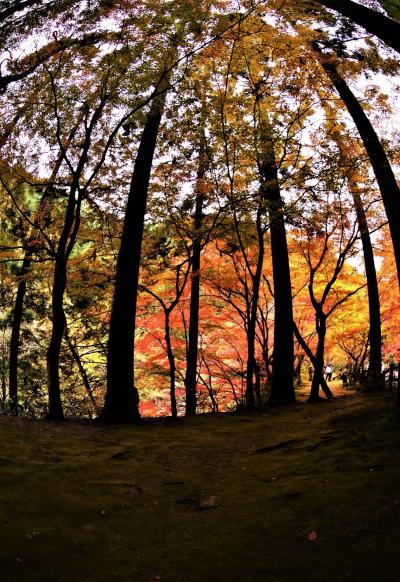 紅葉街道を訪ねて、秋色と音を愛でる旅（御来屋から般若寺へ）