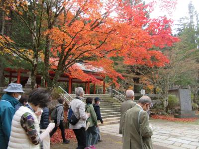 紅葉に染まる高野山(奥の院、壇上伽藍、霊宝館、金剛峯寺)を巡る