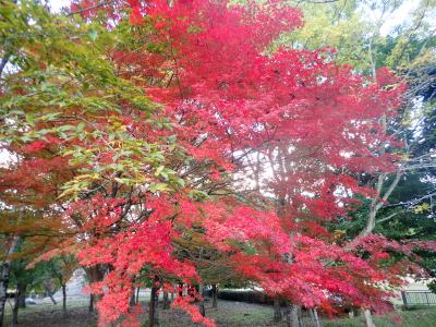 歩けるか、ちょっと怖いけれども試さないともう歩けなくなる気がします。