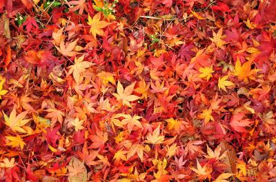 素晴らしき榛名湖畔の紅葉！