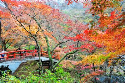 伊香保温泉「河鹿橋の紅葉」昼と夜