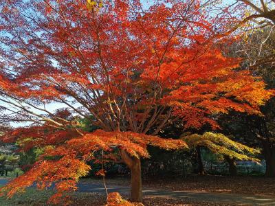 昭和記念公園、高尾山、フォレスト・イン昭和館に行きたくて。