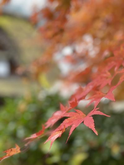 晩秋から初冬ヘ【2021.11】…下呂合掌村の秋景色と温泉寺《２日目》前半