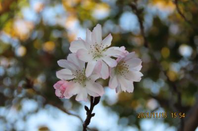 美しかった十月桜