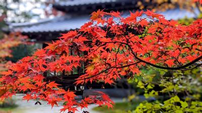 2021年11月京都紅葉紀行②天授庵、南禅寺