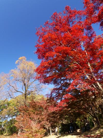「織姫公園もみじ谷」の紅葉_2021_見頃は過ぎつつありました。（栃木県・足利市）