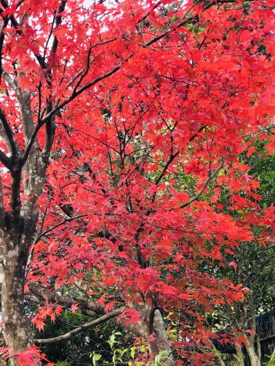 紅葉の白河市の南湖公園、南湖神社を散策する