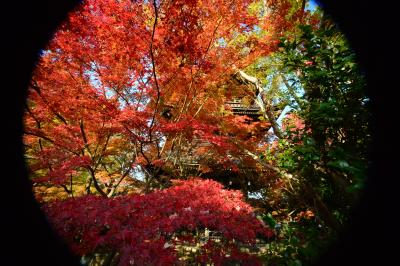 高山寺･神護寺･西明寺･三千院･圓通寺 京都洛北の紅葉めぐり2021