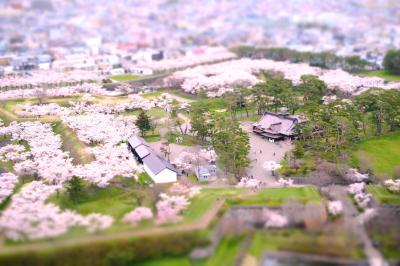 函館・北斗の桜めぐり