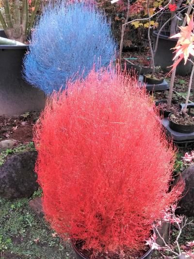 興禅院･小林もみじ園★安行の紅葉2021【1日目】