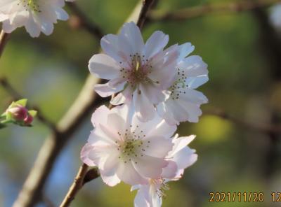 美しかった十月桜