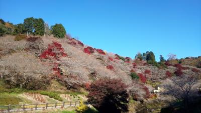 2021秋☆日帰り豊田小原☆四季桜