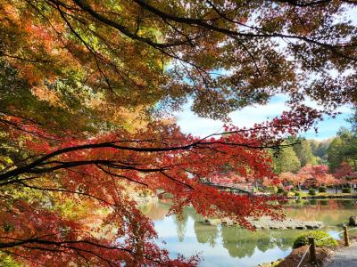 美濃の紅葉と「花蓮」