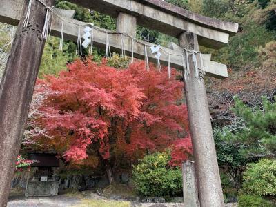 大原朝市～三千院～宝泉院　五十路女のひとり旅