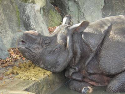 ぶらり名古屋1日目~東山動植物園へ