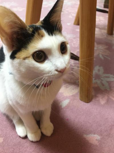 久しぶりの1泊旅行！夢にまで見た「猫がいる宿」へ♪③本題です！猫三昧の宿滞在記後半（起きてから）と寄り道飯山散策