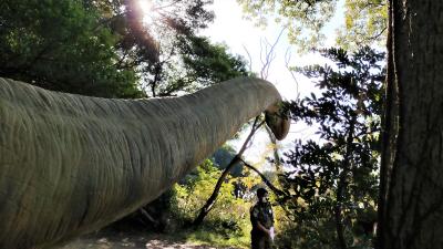 無人島で恐竜を迎え撃て！