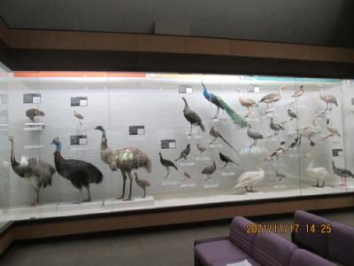 我孫子市高野山・鳥の博物館・第88回企画展鳥のチャンピオン