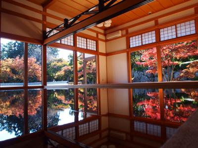 奇跡の絶景！桐生・宝徳寺で紅葉の床もみじを見てきました！