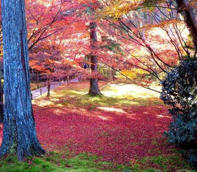 団塊夫婦の日本紅葉巡りの旅(2021京都ハイライト)ー紅葉もちょうど見頃だった大原三千院