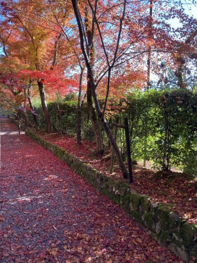 京都紅葉名所10景 D-2 AM 光明寺、天龍寺と嵐山散策