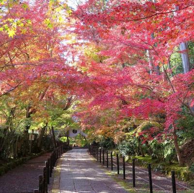 団塊夫婦の日本紅葉巡りの旅・2021京都ー（４）「そうだ京都行こう」・光明寺へ