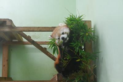 レッサーパンダはかわゆい !!! 千葉市動物公園