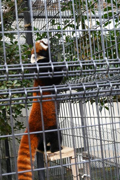 レッサーパンダはかわゆい !!! 市川市動植物園