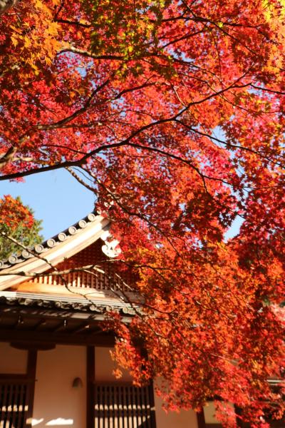 穴場中の穴場？胡宮神社の紅葉、まるで京都みたい！湖東三山の西明寺の紅葉＆あいとうのひまわり