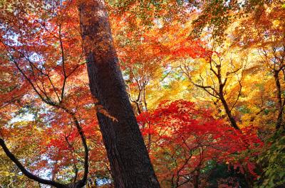 北関東屈指の日本庭園「徳明園」の紅葉