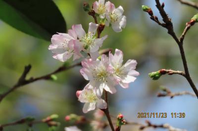 美しかった十月桜