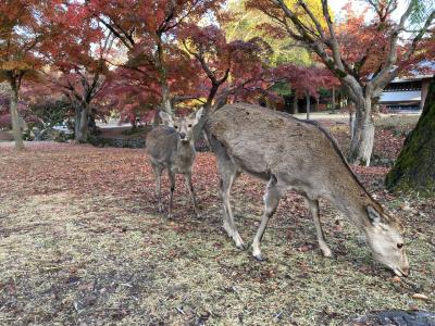 吉野、奈良公園で紅葉を浴びる！