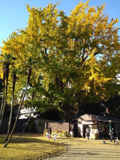 【東京】 秋の上野公園を歩く 【旧岩崎邸・上野公園・つばめグリル】