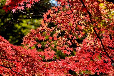 2021　紅葉を訪ねて（5）各務原の紅葉（法福寺・自然の遺作の森・県営各務原公園)