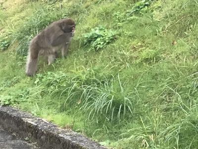 黒部峡谷トロッコの旅と富山駅周辺～秋の陣　II