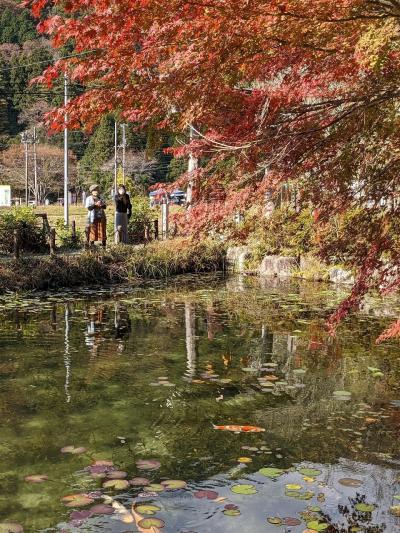 500円ツアー紅葉のモネの池と郡上八幡散策、長良川鉄道、岐阜城