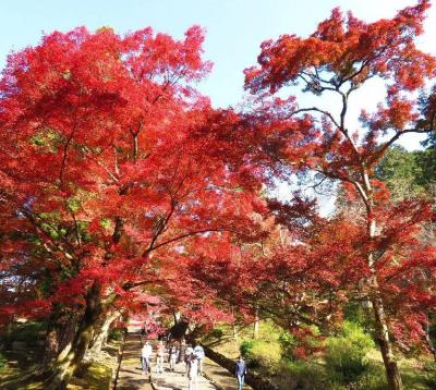 団塊夫婦の日本紅葉巡りの旅・2021京都ー（6）最終日は山科の毘沙門堂から