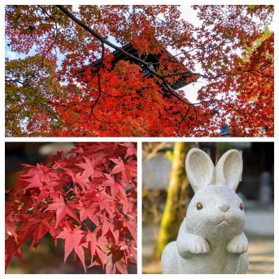 2021年11月京都紅葉紀行⑤真如堂と岡崎神社のウサギ