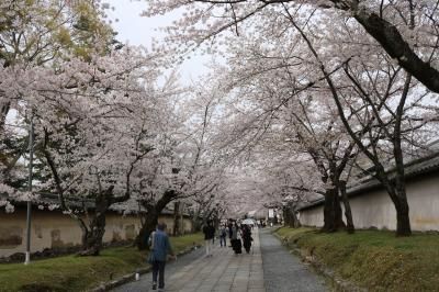 毘沙門堂・醍醐寺の桜