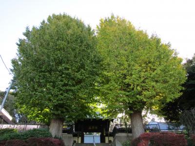 盛徳寺の銀杏の木の黄葉具合－2021年秋