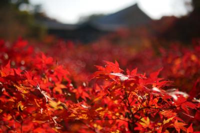 そうだ京都行こう、初めての紅葉の京都にＢ級チープツアー編