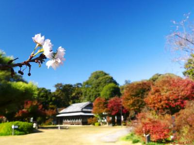 「旧秋元別邸」の紅葉_2021_赤い葉は枯れ始め、でも緑～黄のグラデーションも。（群馬県・館林市）