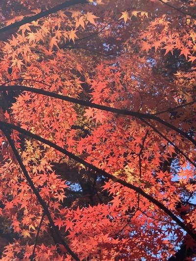 秋の小諸佐久の旅　新海三社神社~龍岡城五稜郭~コスモタワー~駒形神社~布引観音~懐古園~菱野温泉~飯綱山公園~虹心屋