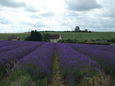 200907　スノーズヒルのラベンダー