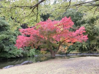 雨が降ったり、止んだり、晴れたり、曇ったりの大阪万博記念公園・自然文化園で、今年初めての紅葉見物を楽しむ。（2021）