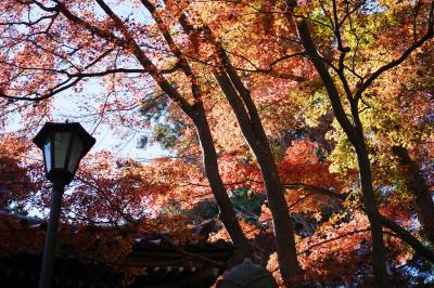 Japan  キジョラン（鬼女蘭）の綿毛を見つけた高尾山あるき　～ミツバチばあやの冒険～