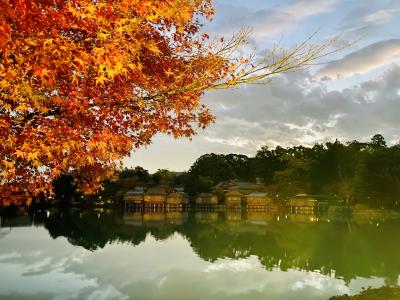 秋の午後、長岡京へ　八条ヶ池のひかりの京都と長岡天満宮錦景苑ライトアップ編