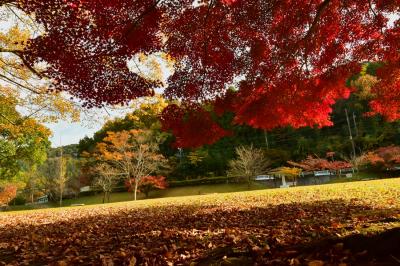 2021　紅葉を訪ねて（7）名古屋の奥座敷の定光寺と定光寺公園